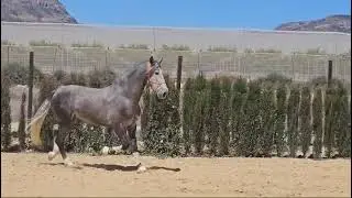 AZ D LA TORRE
