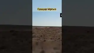 Қазақ жалқау емес !  КӨР. #құмайтазы #охота #тайган #тазы #ырғыз#сұңқар #tiktok#shorts #узбекстан