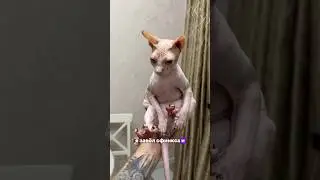 Got a SPHINX!? 😸 Do they sweat? Summer's biggest problem... 🔥 