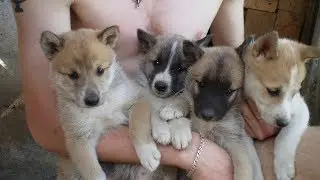 Выбор щенка лайки с документами.  Для новичков.