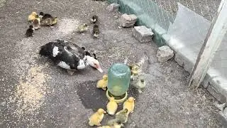 Подсадил утят, а утка их не принимает