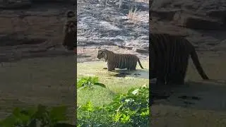 Tigre en un charco o lago - Hotel Hammir Wildlife Resort. India