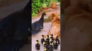 Duck: Hey dog… do u understand?