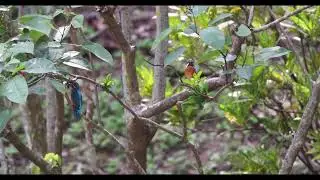 Two Common Kingfishers and a Fish