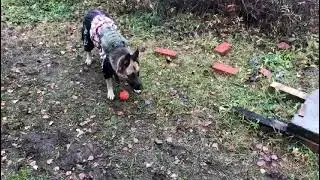 #@когда пытаешься познакомиться с девушкой 🤭🤭😍#