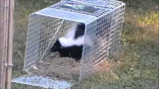 The Skunk
