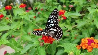 Beautiful Instrumental Music | Cinematic | Calm | Beautiful Flowers Theme | Dulcinea By Steve Adams