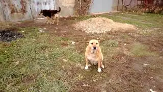 Джулька