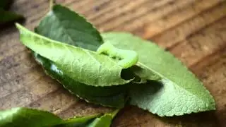 Amphipyra pyramidea caterpillar eating a leaf