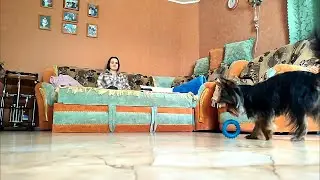 Озорной щенок бегает за игрушкой Кузьма Михалыч slowmo