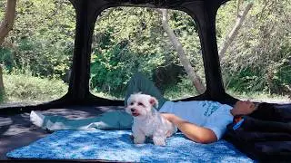 Camping with Precious Dog in a Big Tent pitched in an Old Forest . Cozy Camping 🏕️