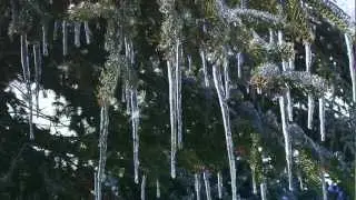 Ласка - Сосульки
