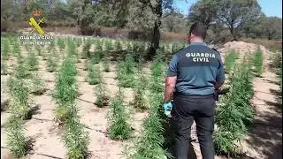 Un detenido tras desmantelar dos cultivos con 2.000 plantas de marihuana en Villaviciosa de Córdoba