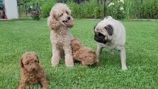 OUR POODLE PUPPIES @ 6 WEEKS playing outside! These DOGS know how to enjoy themselves!
