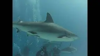 Scuba Diving The Arena-Nausau Bahamas 1/20/23 Stuart's Cove #1