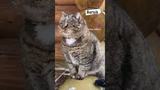 Барсик - самый красивый котик! Правда? 