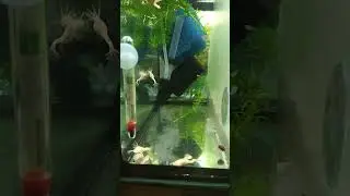 Шпорцевая лягушка. Аквариум