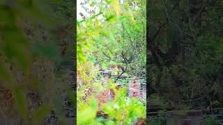 Morning Time Beautiful Nature || subah ka najara #beauty #nature