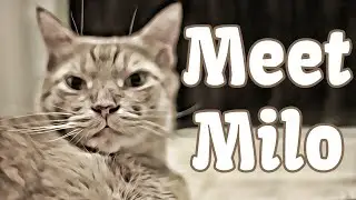 Meet Milo