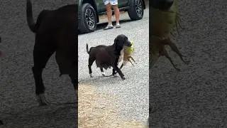Wild Puerto Rico dog, hunts, an iguana 🦎 😳