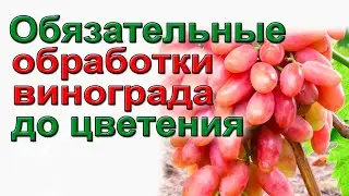 Не пропустите  обработку винограда до цветения