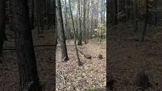 Осень в лесопарке города Раменское #путешествие в осень