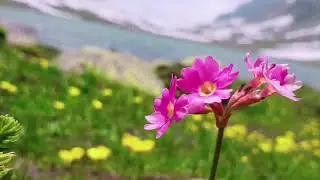 Kashmir great lakes trek