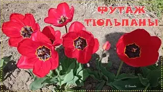 🌷ФУТАЖ ТЮЛЬПАНЫ🌷