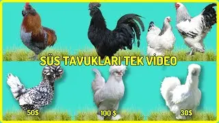 ORNAMENTAL CHICKEN BREEDS! TYPES All in One Video