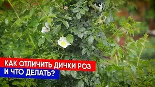 КАК ОТЛИЧИТЬ ДИЧКИ РОЗ И ЧТО ДЕЛАТЬ?