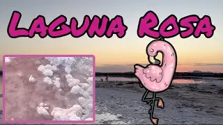 Laguna Rosa- pink, salty lake Torrevieja- Traveling Cat