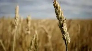 О, мой Господь, я весь в грехах