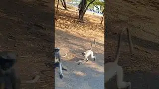 S760 🤣 🦍 ધમાલ 🐒 વાંદરા ની🐵🦍🦧 | 