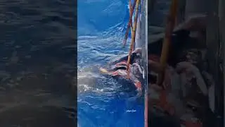 Deep Sea Fishing| Amazing Fishing Technique| Best Fishing 