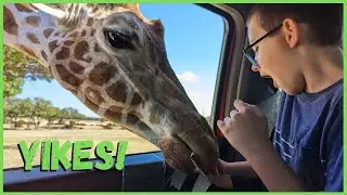 Best Wildlife Safari in Texas 🦒 [Full Tour] | Fossil Rim | Things to do in Glen Rose Texas