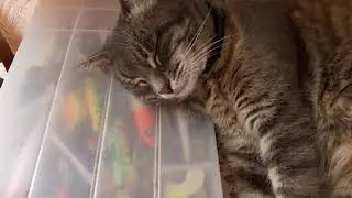 Рыбацкая кошка 😊