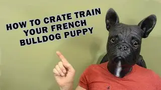 How To Crate Train Your French Bulldog Puppy