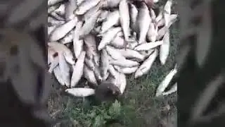 Wow! Amazing Cambodian People Catching Fishing