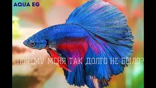 Почему меня так долго не было? | AqUA EG