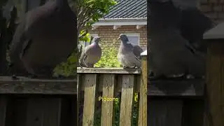 Why Pigeons Are Always On The Fence