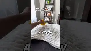 This prevented her wiener dog from being sat on 🤭