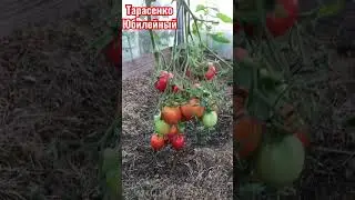 Томаты сорт Тарасенко Юбилейный