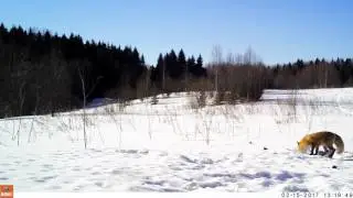 Лиса в фотоловушке