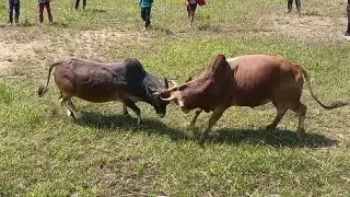 nyuj sib nraus