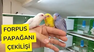 FORPUS PAPAĞANI ÇEKİLİŞİ