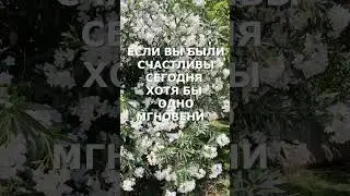 #счастье