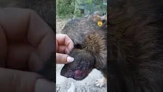 Его бросили , больным и беззащитным.