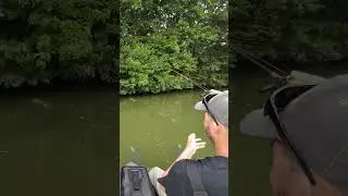 Un peu de pêche en skipping à la recherche des poissons cachés sous les branches.