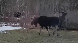 Bull Moose Post-Fight