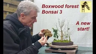 Boxwood forest Bonsai 3